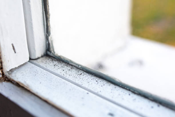 Union City, MI Mold Removal Company