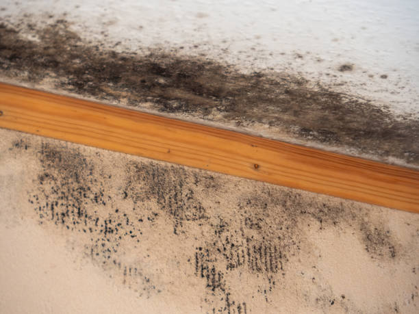 Best Mold Remediation for Healthcare Facilities  in Union City, MI