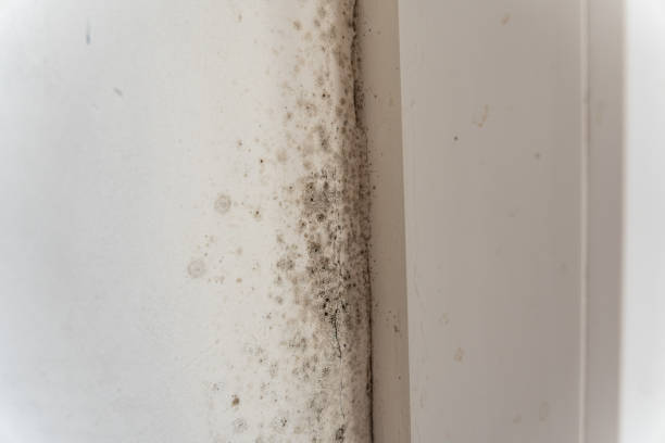 Best Basement Mold Removal  in Union City, MI